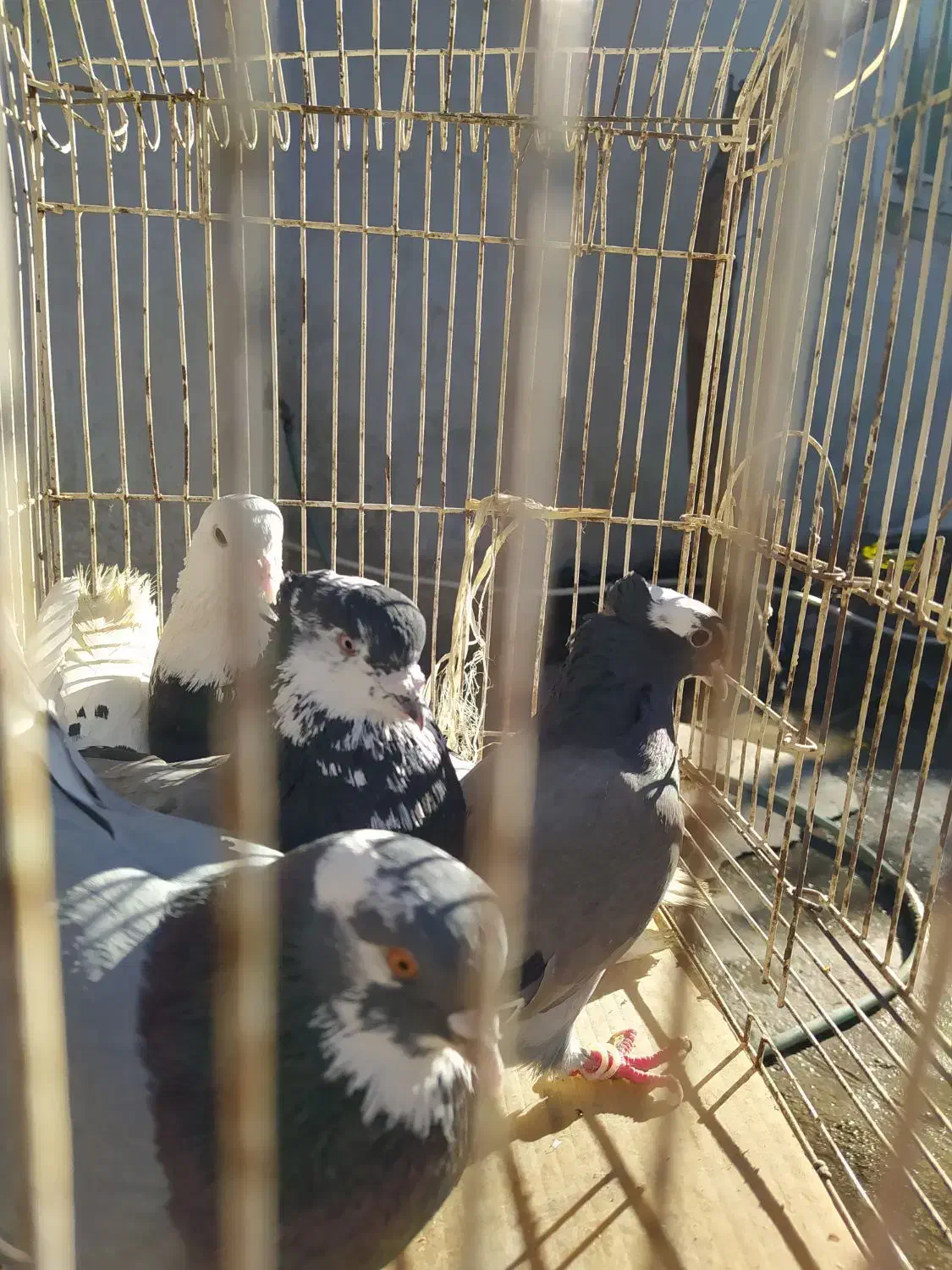 کبوتر پرشی آمپر 100تا|پرنده|تاتار علیا, |دیوار