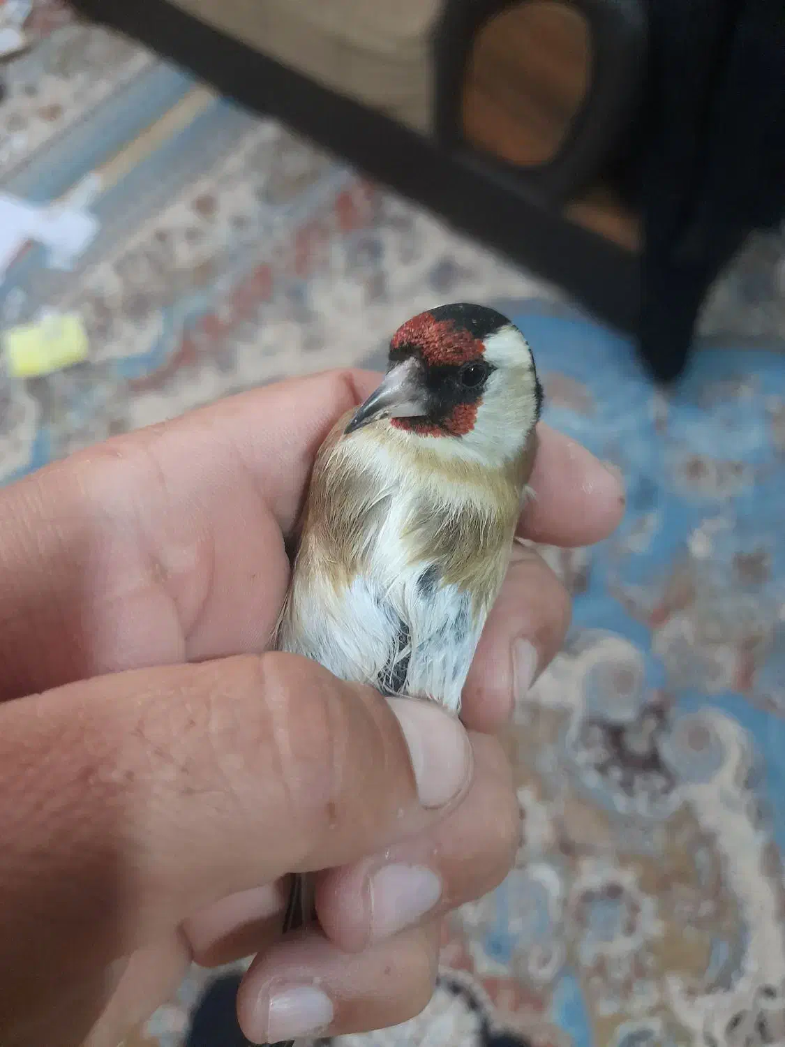 سهره تازه گیر|پرنده|دورود, |دیوار