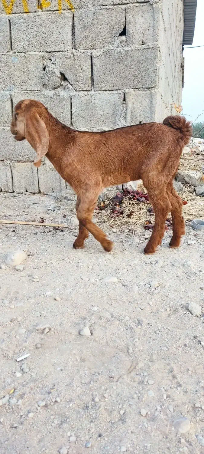 فروش کهره ماده ۲ماهه.بز.میش|حیوانات مزرعه|ریز, |دیوار