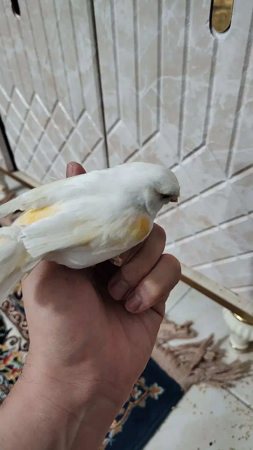 قناری سفید ماده هم قرچک هم پیروزی مترو ابن سینا|پرنده|قرچک, مهدیه|دیوار