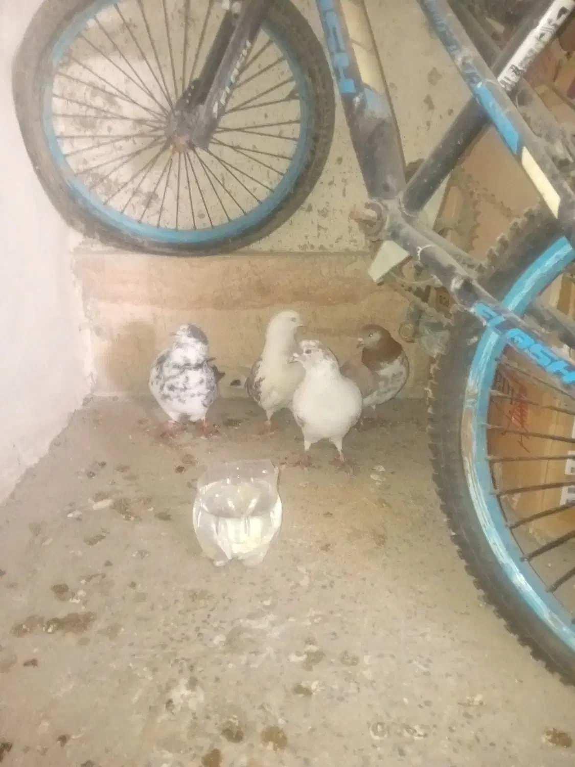 دوجفت کفتر تهرانی اصل پرشی مایع|پرنده|کهریزک, |دیوار