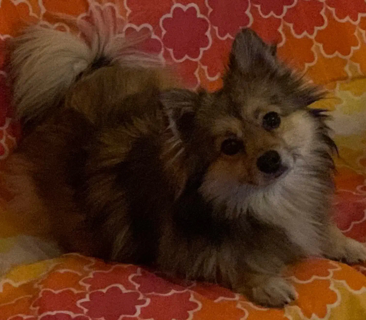 لنا خانوم|سگ|فردیس, شهرک ناز|دیوار