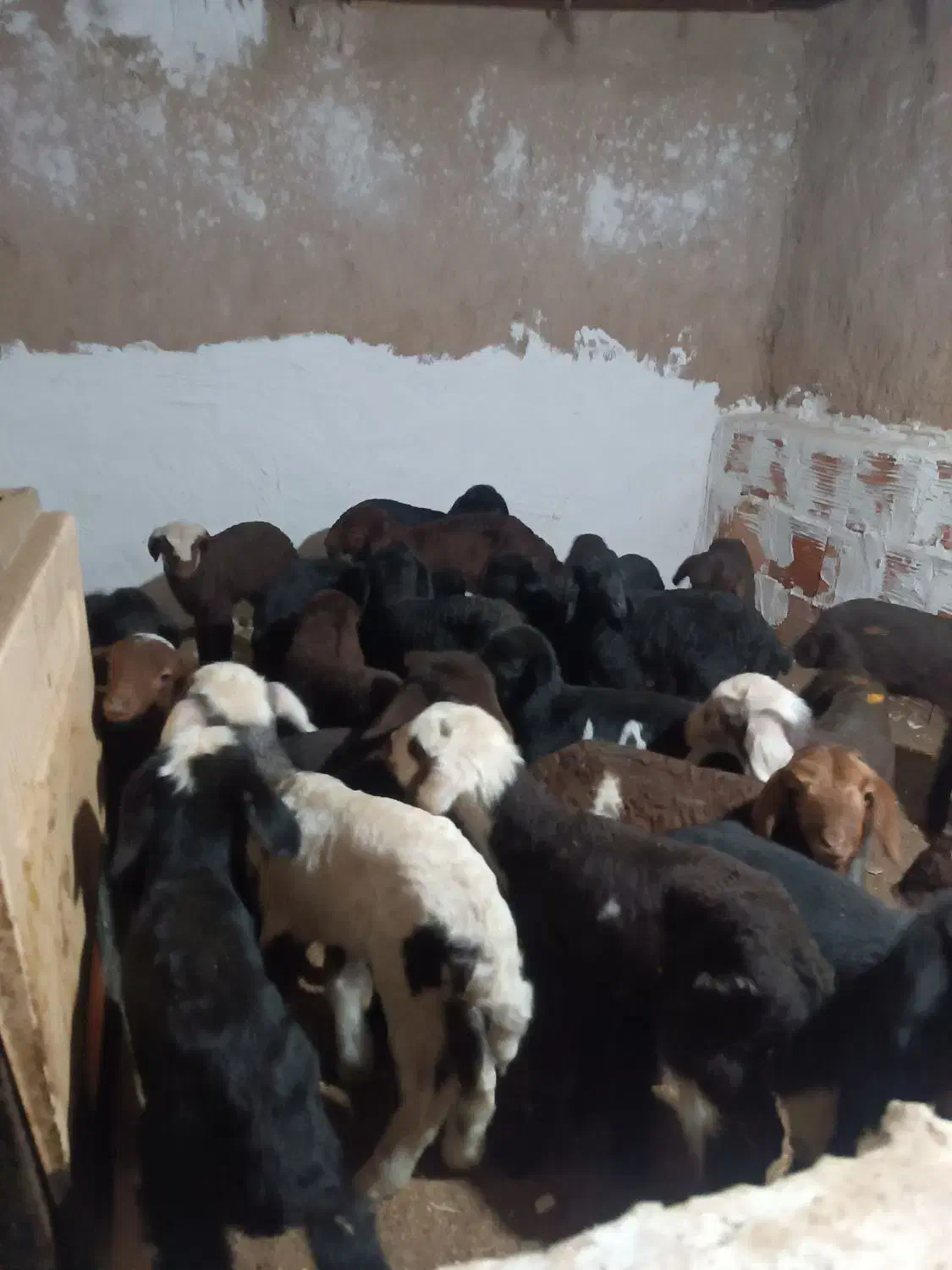 بره شیری سالم و سر حال|حیوانات مزرعه|آق قلا, |دیوار