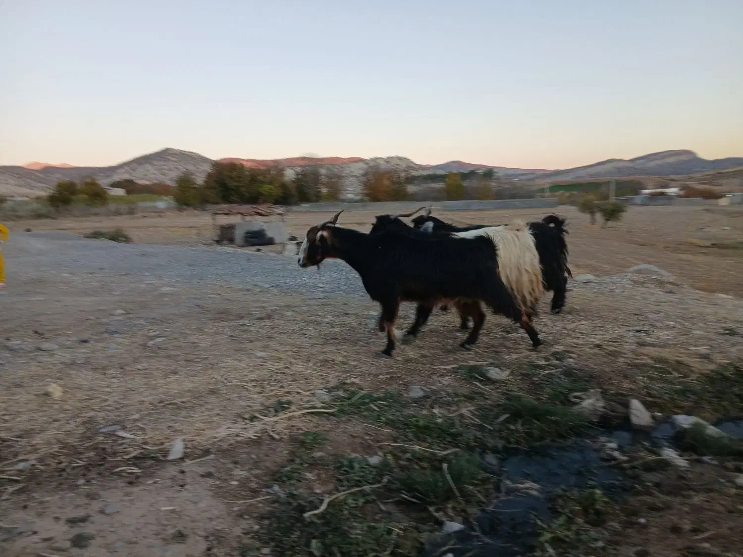 بزغاله|حیوانات مزرعه|ملکشاهی, |دیوار