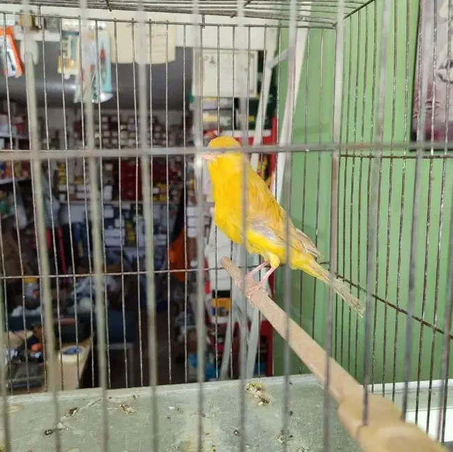 قناری زیتونی رنگ روشن آماده آماده پسه کوزه ای|پرنده|شیراز, شهرک قمشه|دیوار