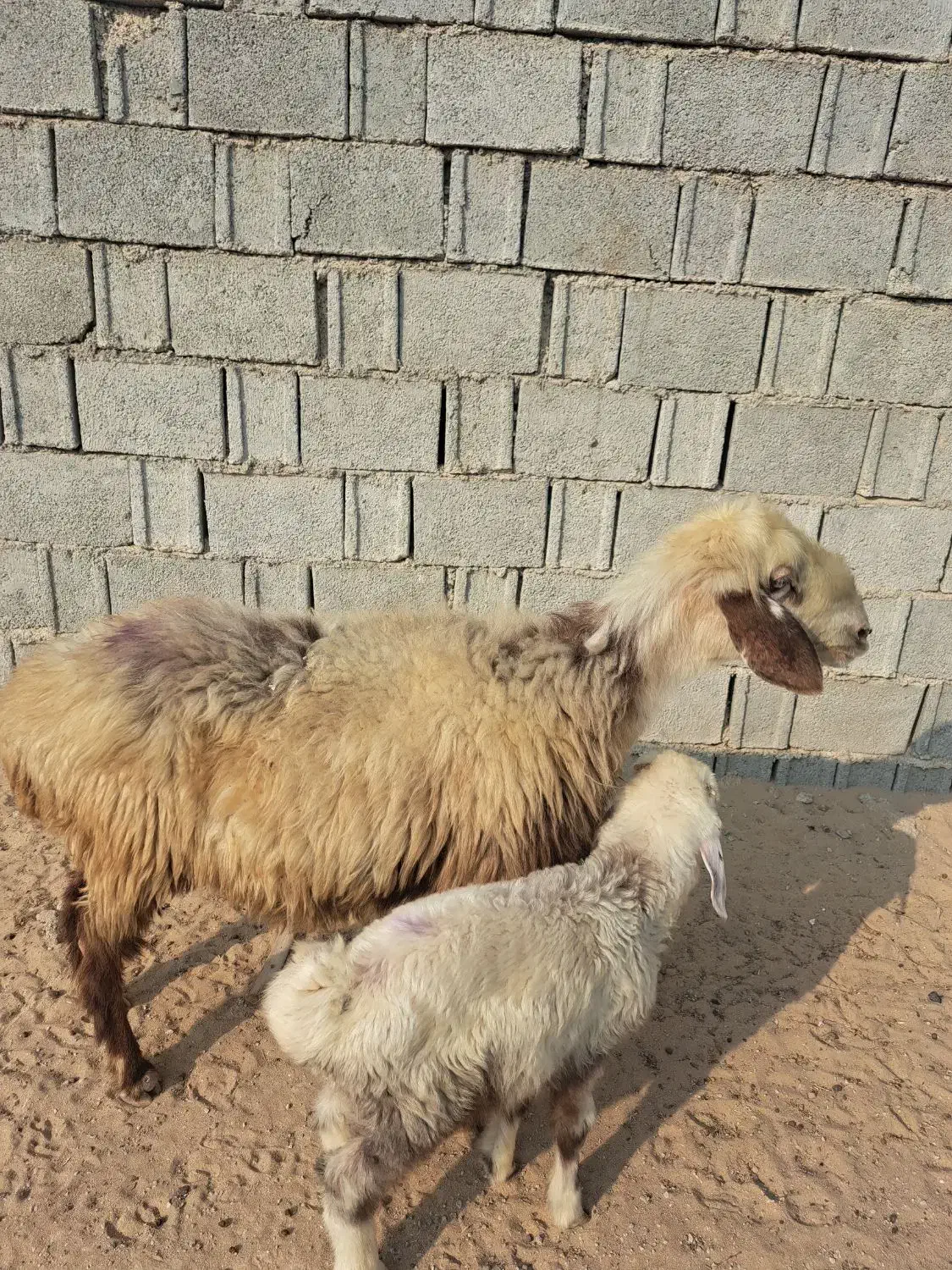 میش شکم دوم دوقلوزا  با بره نر|حیوانات مزرعه|آبپخش, |دیوار