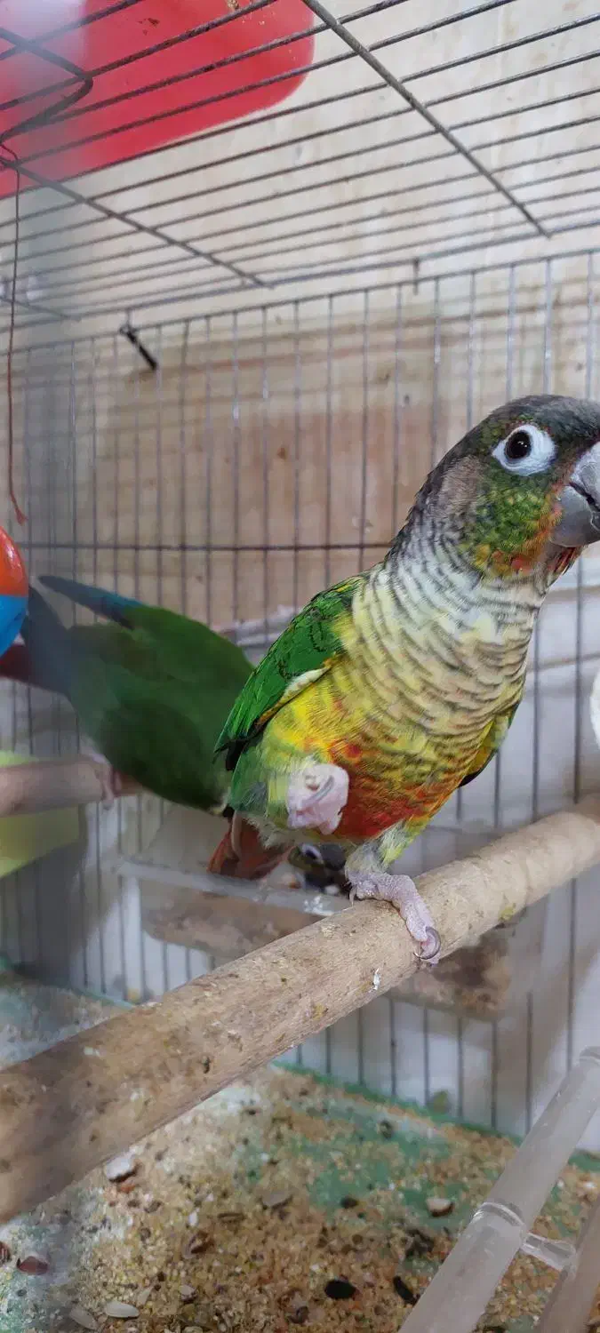 گرینچیک مولد تضمینی|پرنده|تبریز, |دیوار