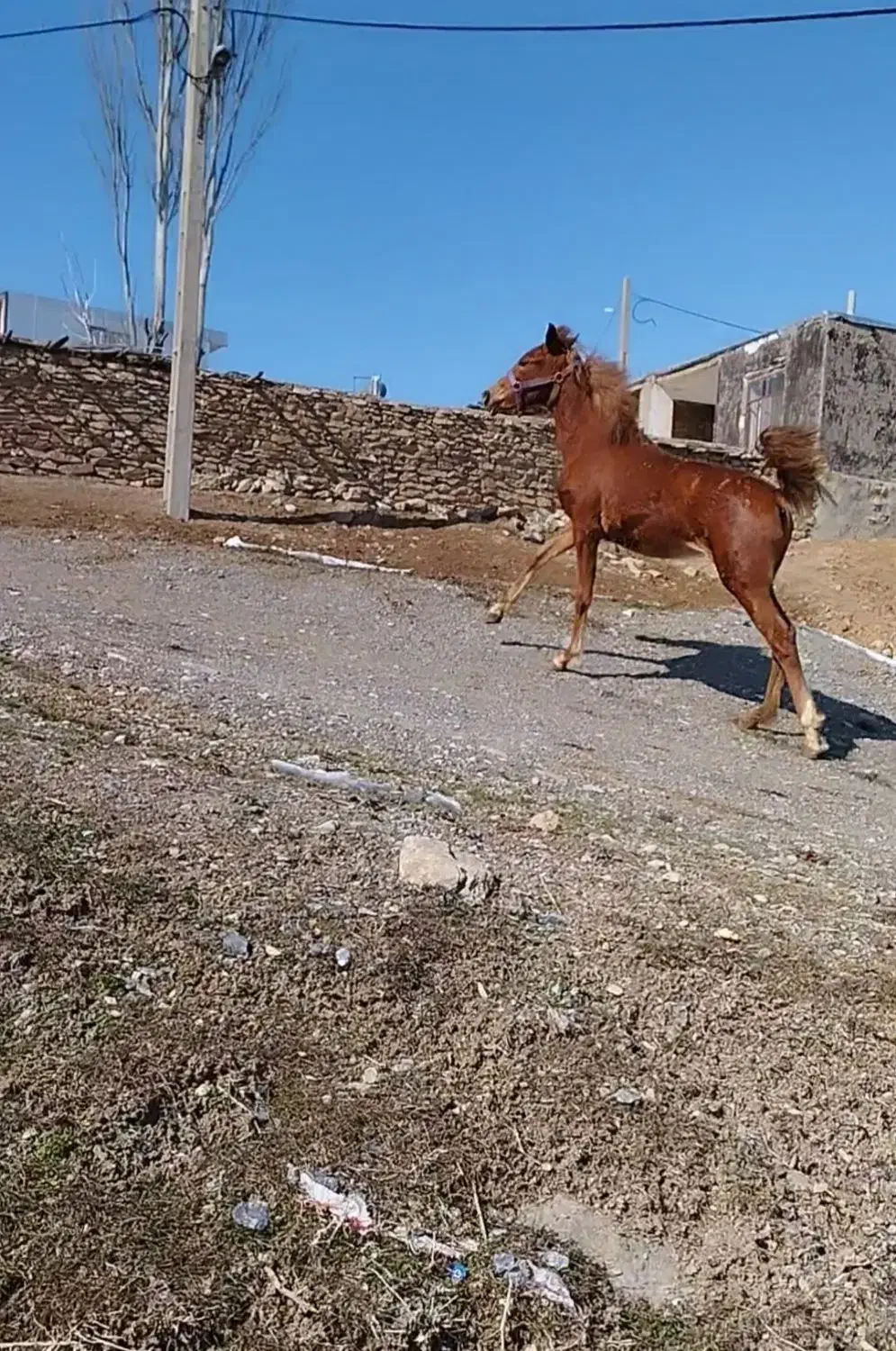 نوزین فروشی|اسب و تجهیزات اسب‌سواری|الیگودرز, |دیوار