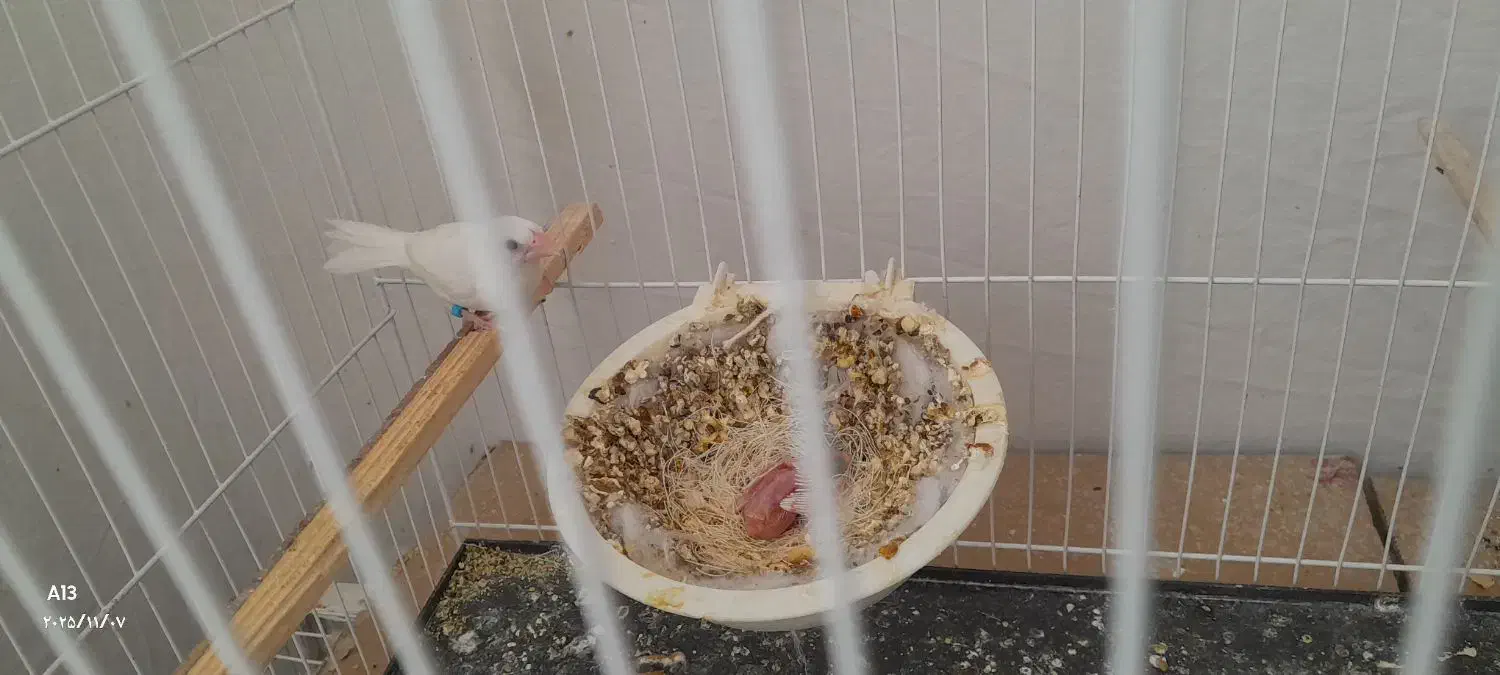 فنچ بنگالی باجوجه|پرنده|گلبهار, نوبهار|دیوار