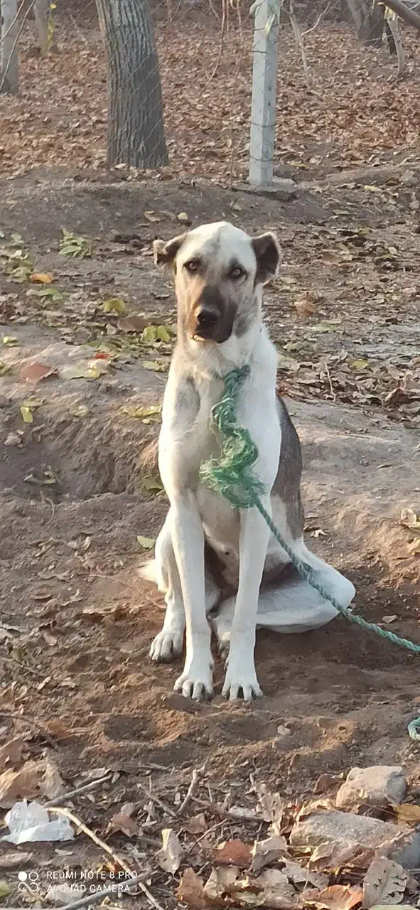 واگذاری ماده8ماهه گلهای نگهبان نسلکشی درجه یک|سگ|تبریز, |دیوار