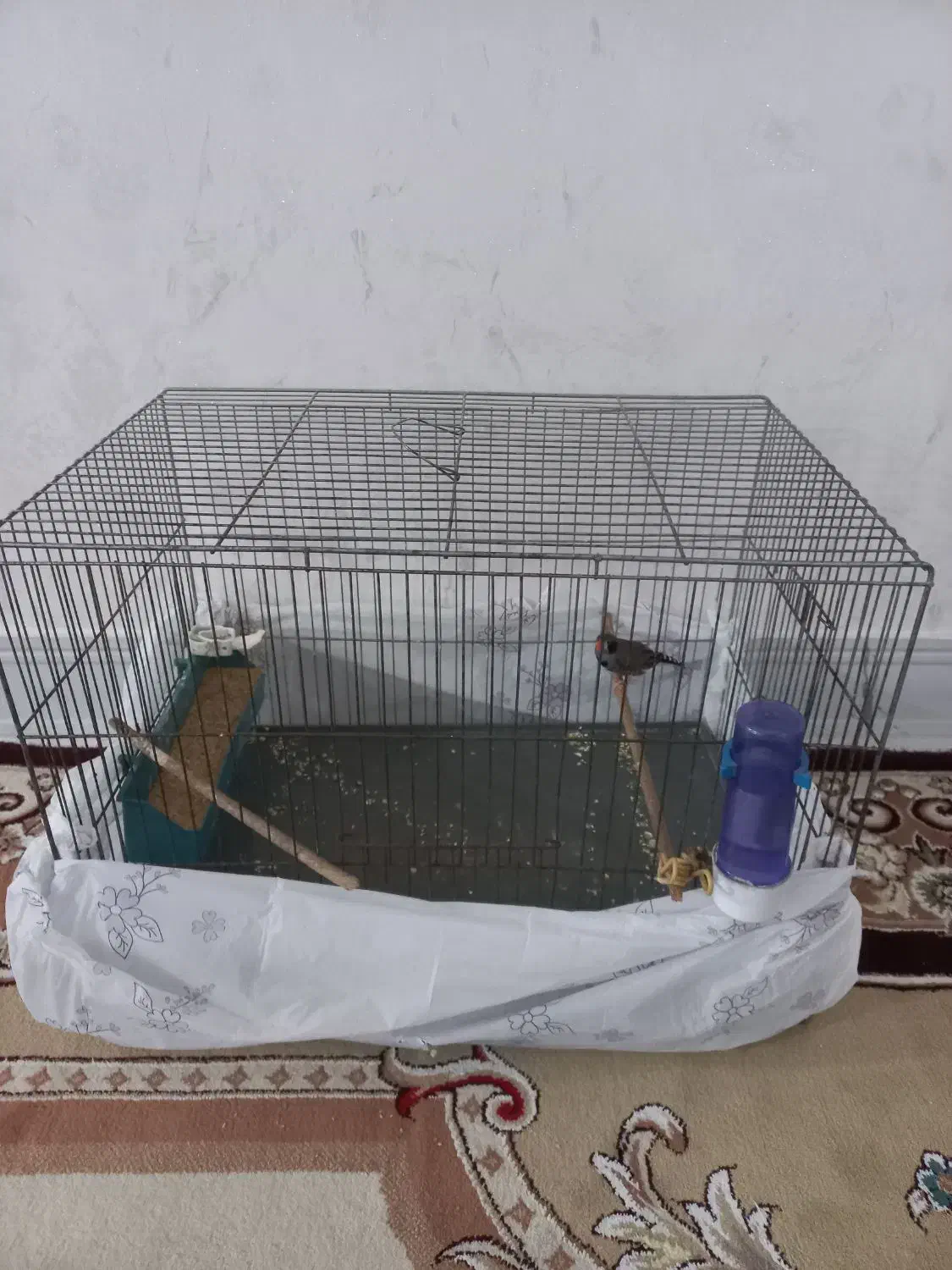 قفس با فنج|پرنده|اندیمشک, |دیوار