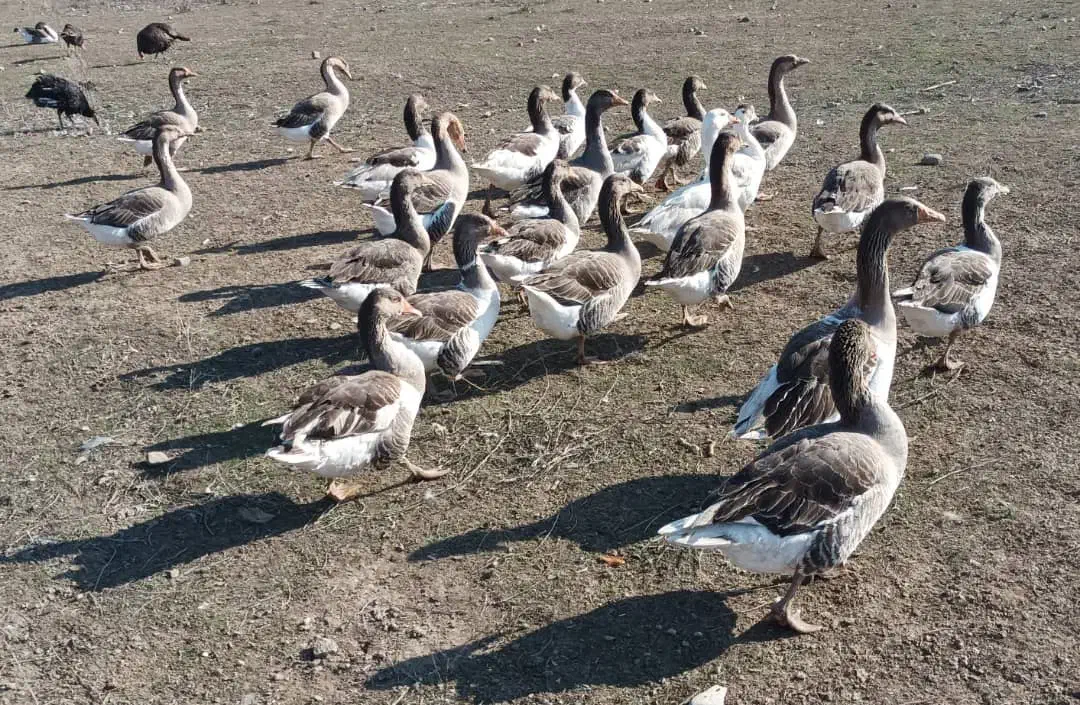 غاز محلی|حیوانات مزرعه|اسلام آباد, |دیوار