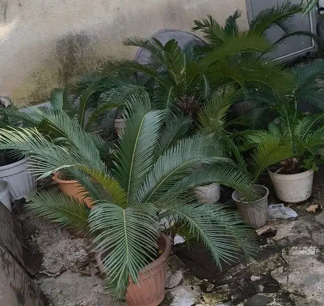 سیکاس|گل و گیاه طبیعی|رشت, سعدی (تختی)|دیوار