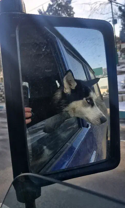 سگ هاسکی|سگ|تهران, فدک|دیوار