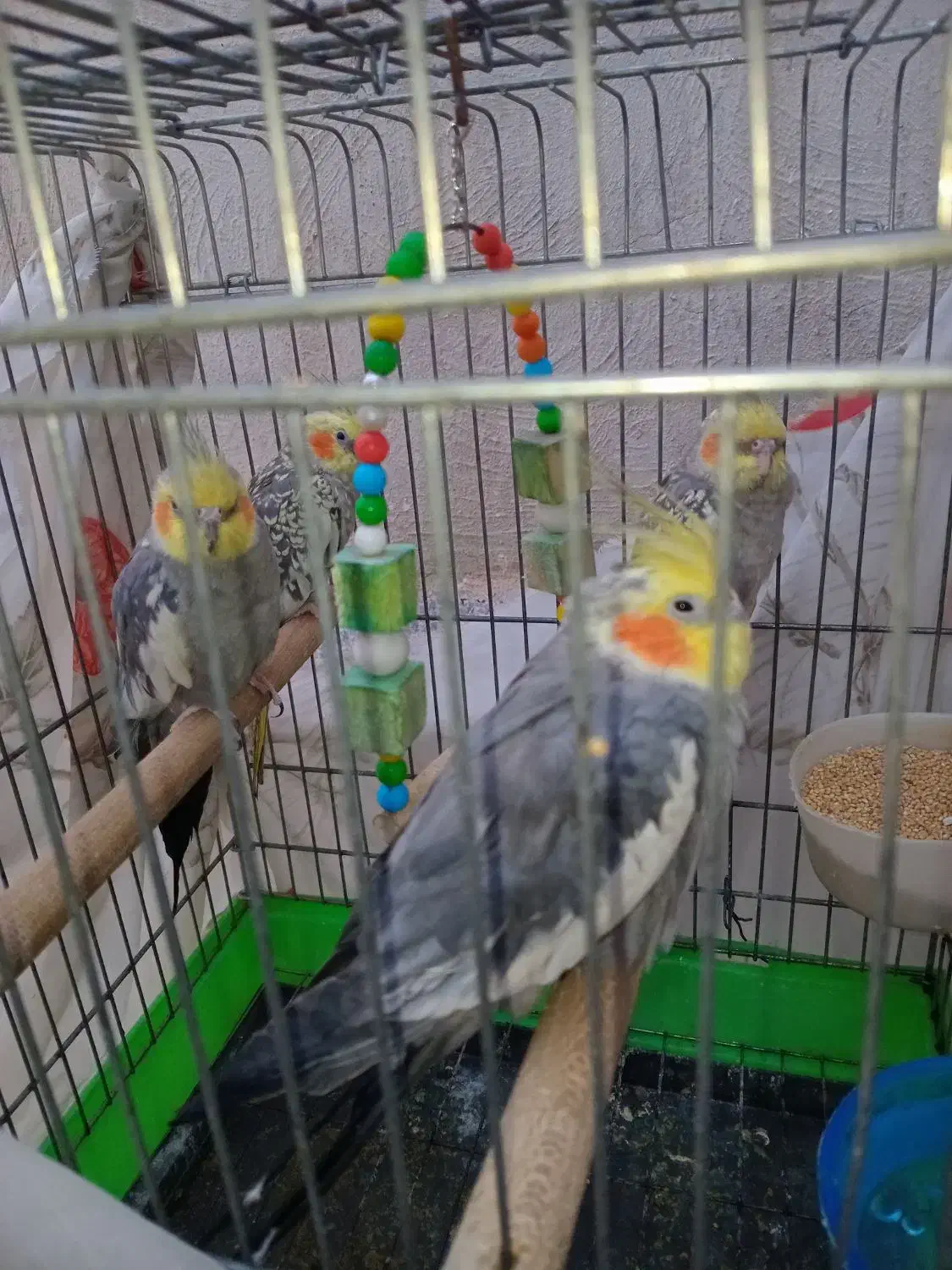 عروس هلندی|پرنده|اسلامشهر, کاشانک|دیوار