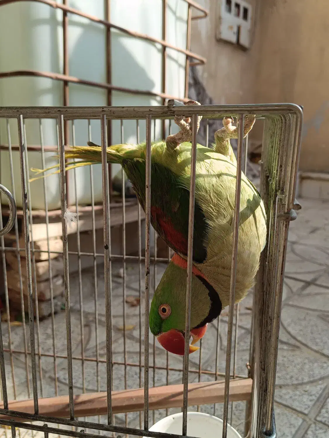 شاه طوطی نر|پرنده|فردوسیه, |دیوار