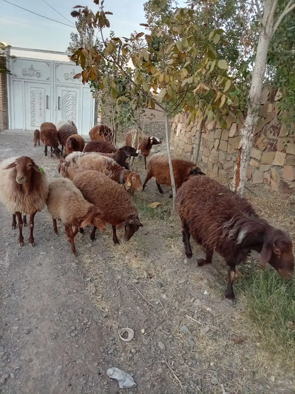 میش هترو دوقلو سه قلو زای بشرت ازمایش|حیوانات مزرعه|جوین, |دیوار