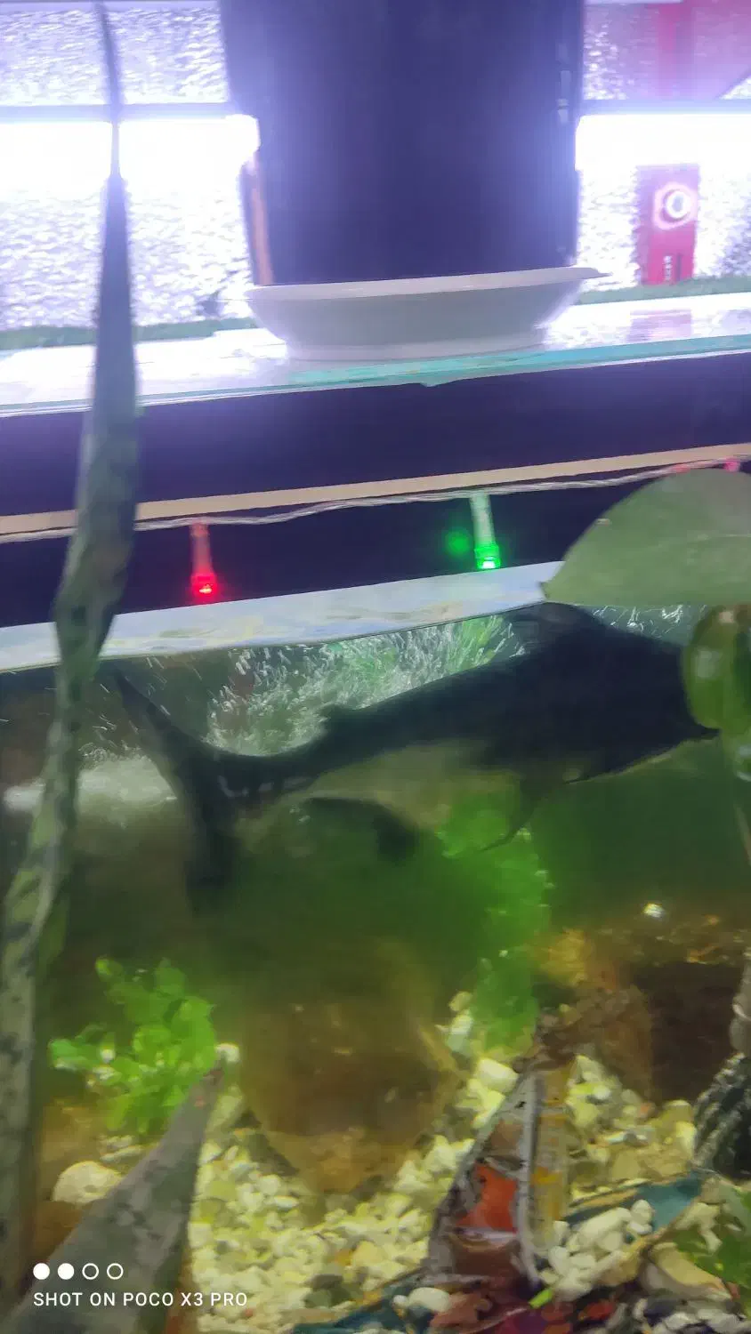 ماهی|ماهی|فسا, |دیوار