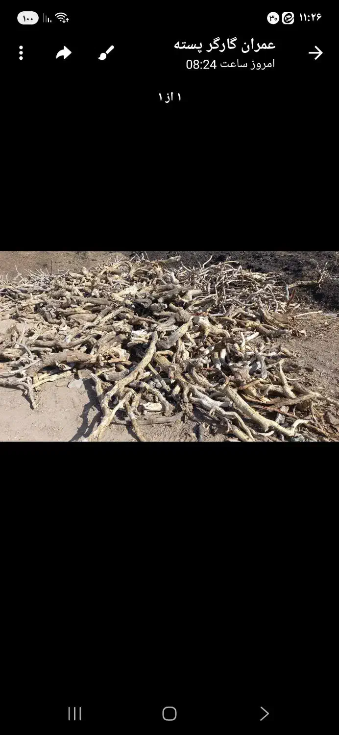 خرید چوب پسته وهر چوب مناسب برای ذغال|خدمات باغبانی و درختکاری|زرندیه, |دیوار