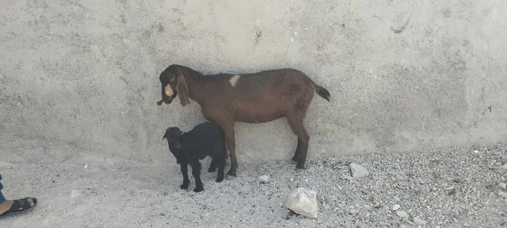 بز پاکستانی|حیوانات مزرعه|خورموج, |دیوار