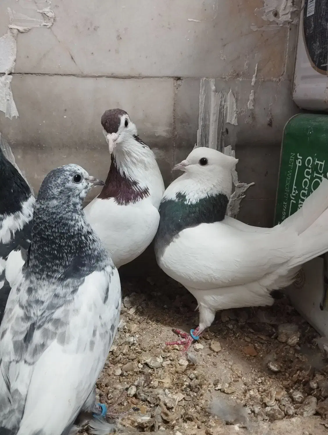 جفت رنگه آس پاک|پرنده|بیرجند, |دیوار