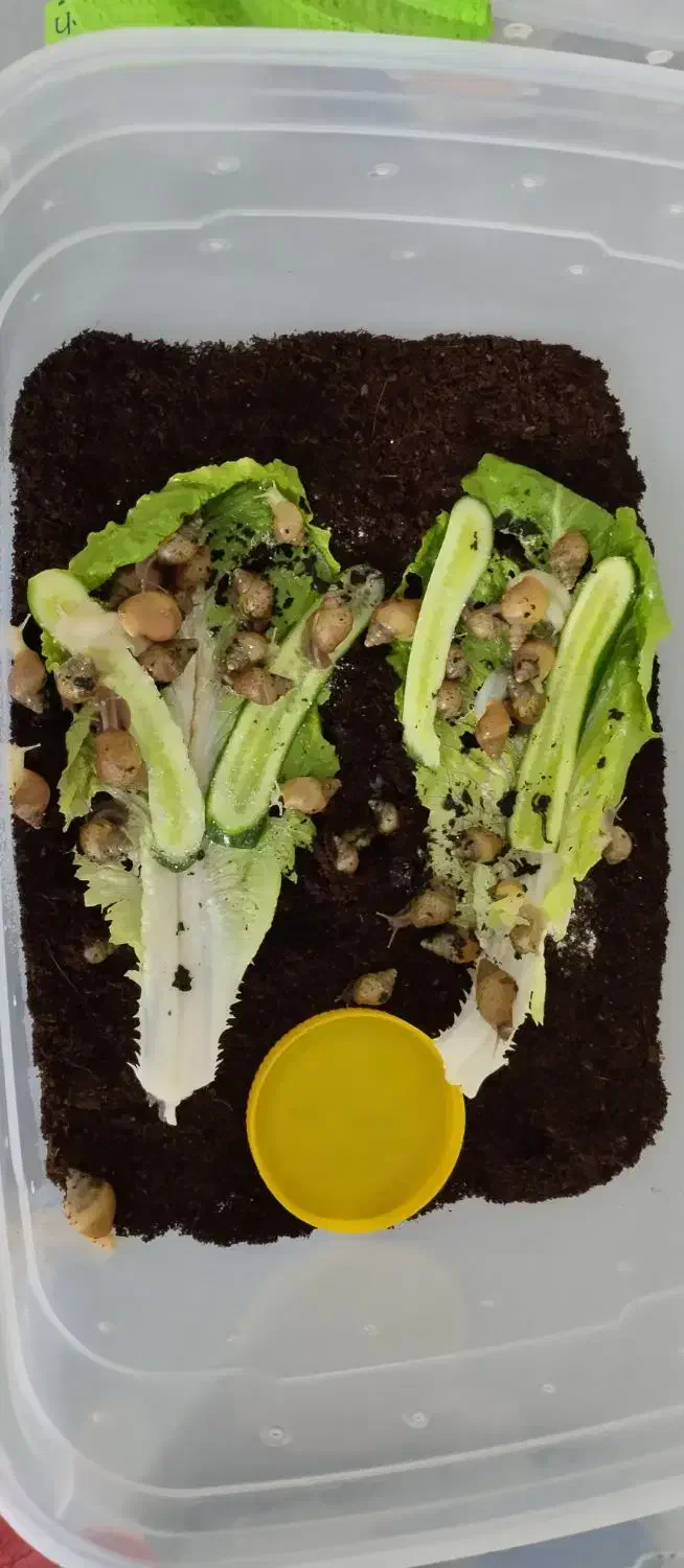 حلزون|خزنده|محمدشهر, شهرک پیام (مهرالبرز)|دیوار