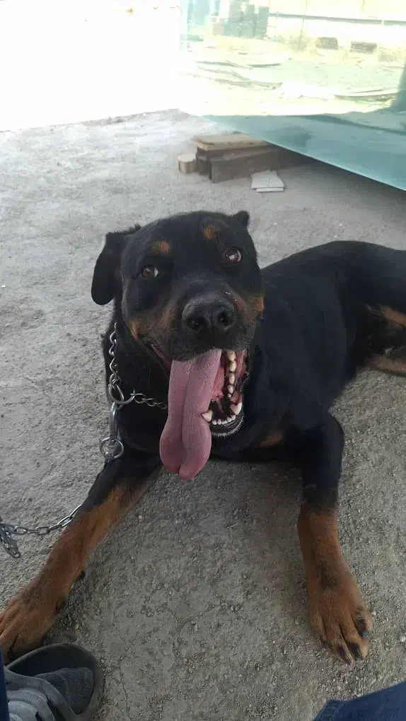 واگذاری سگ روتوایلر|سگ|بومهن, |دیوار