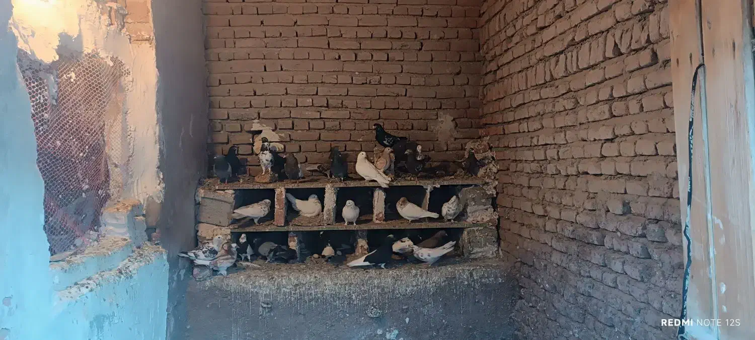 کبوتر|پرنده|خسروشاه, |دیوار