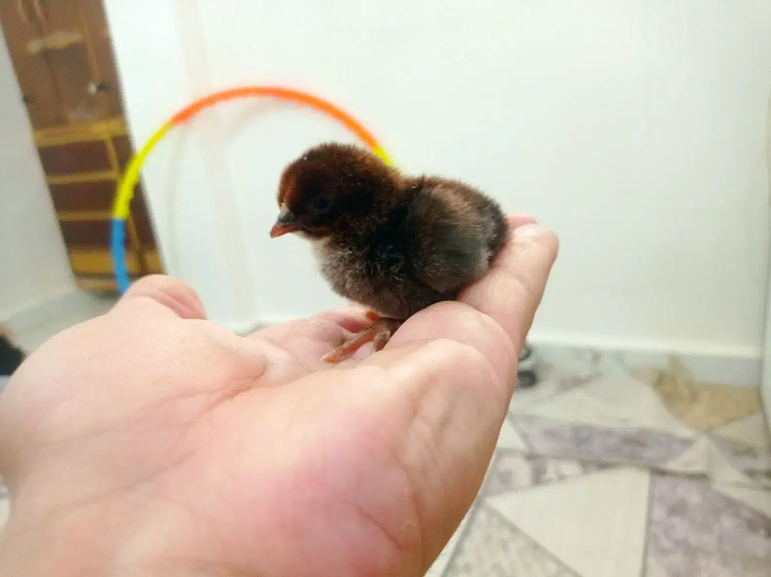 جوجه محلی عربی|حیوانات مزرعه|رامشیر, |دیوار