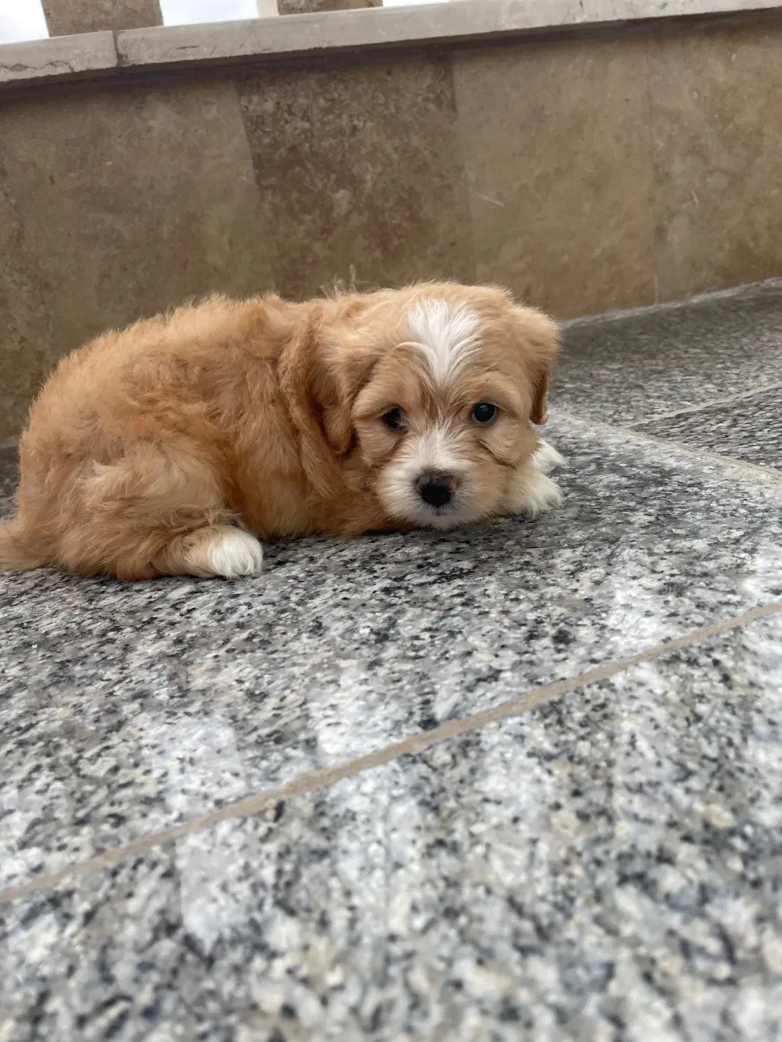 سگ شیتزو|سگ|کردکوی, |دیوار