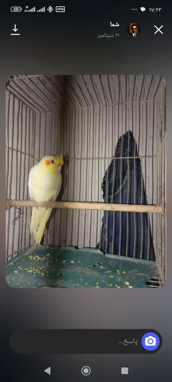 عروس هلندی با قفس ۴۰۰|پرنده|رشتخوار, |دیوار