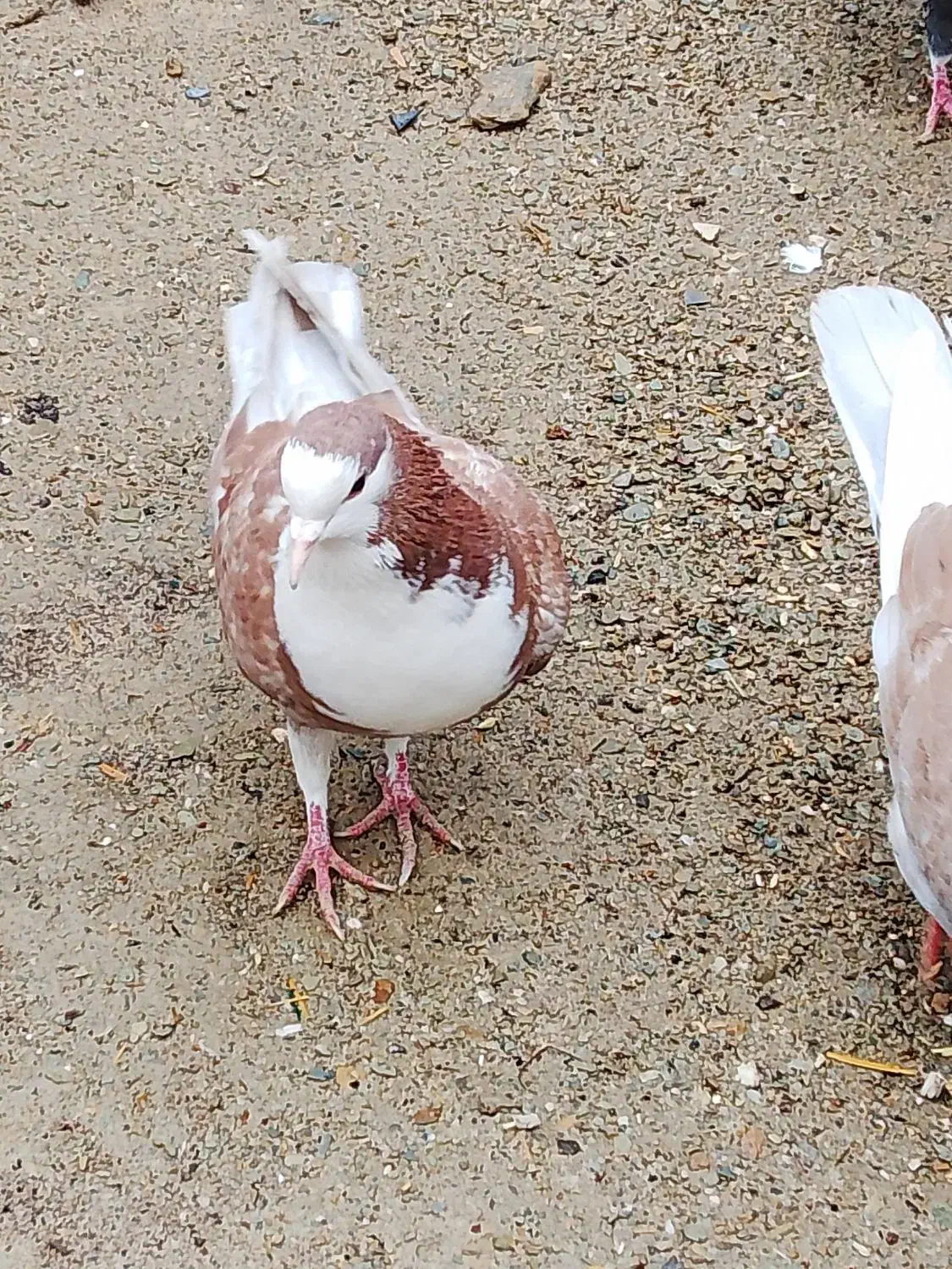 کفتر|پرنده|سراوان, |دیوار