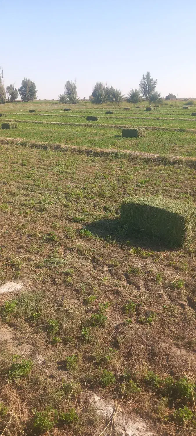 یونجه پرس|عمدهفروشی|قلعه گنج, |دیوار