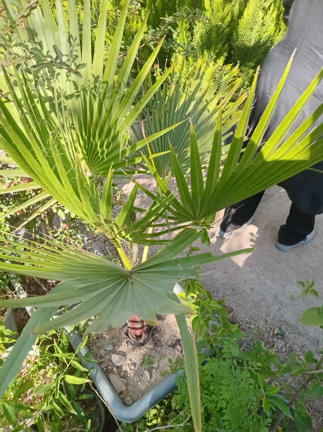 طبیعی جنگلی قورباغه ای راکتی نهال درخت گل و گیاه|گل و گیاه طبیعی|تهران, سید خندان (جلفا)|دیوار