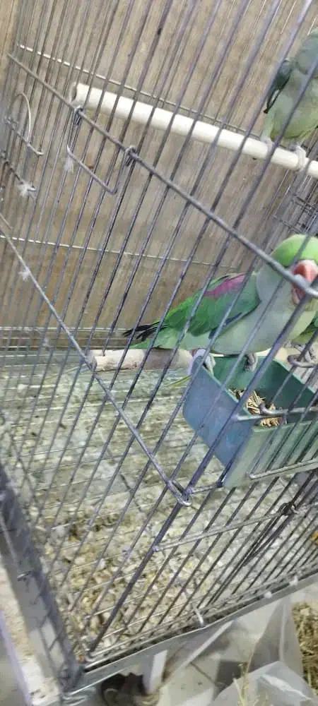 شاه طوطی|پرنده|اهواز, پادادشهر|دیوار