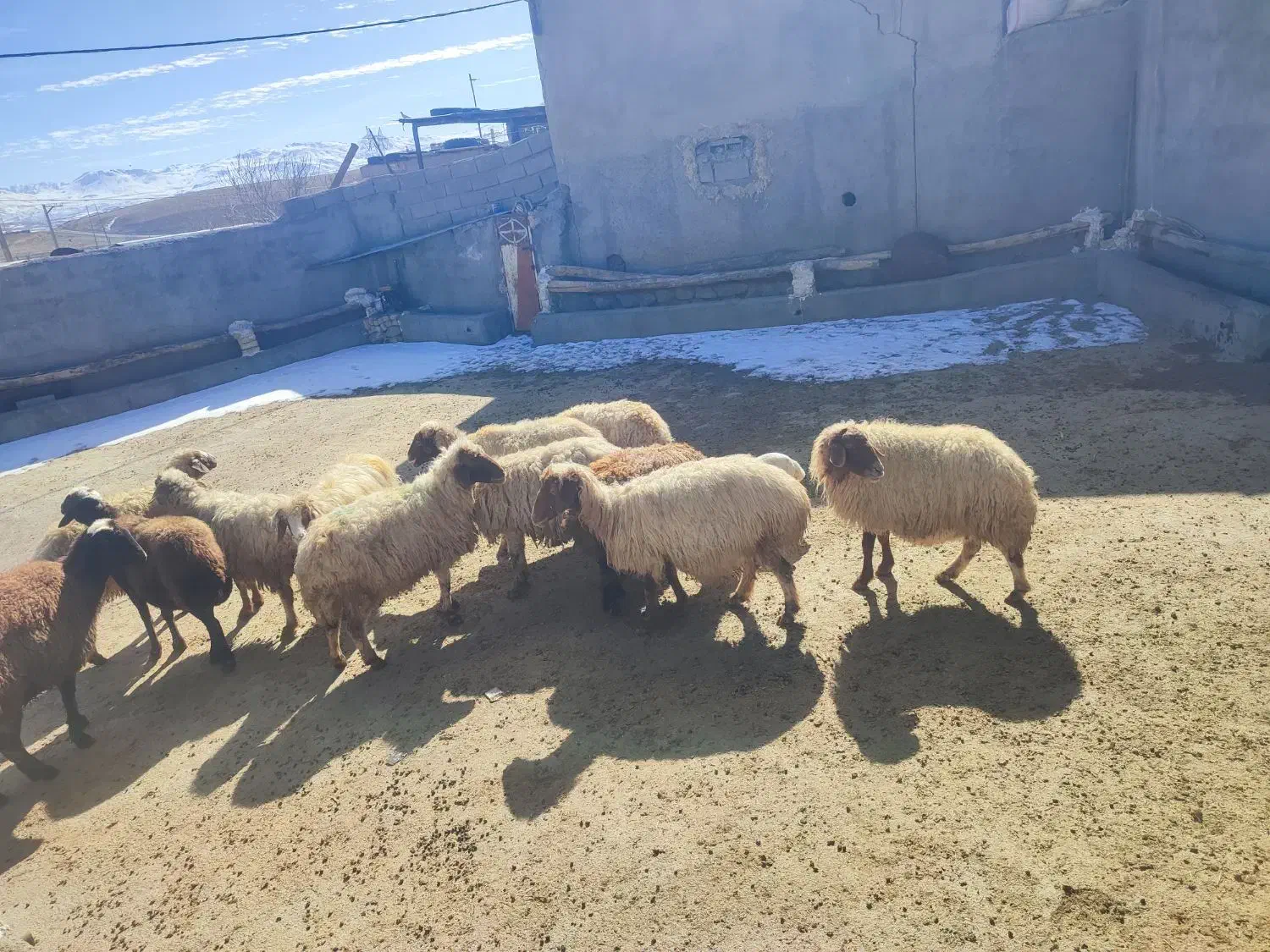 میش آبستن و میش بره|حیوانات مزرعه|زاغه, |دیوار