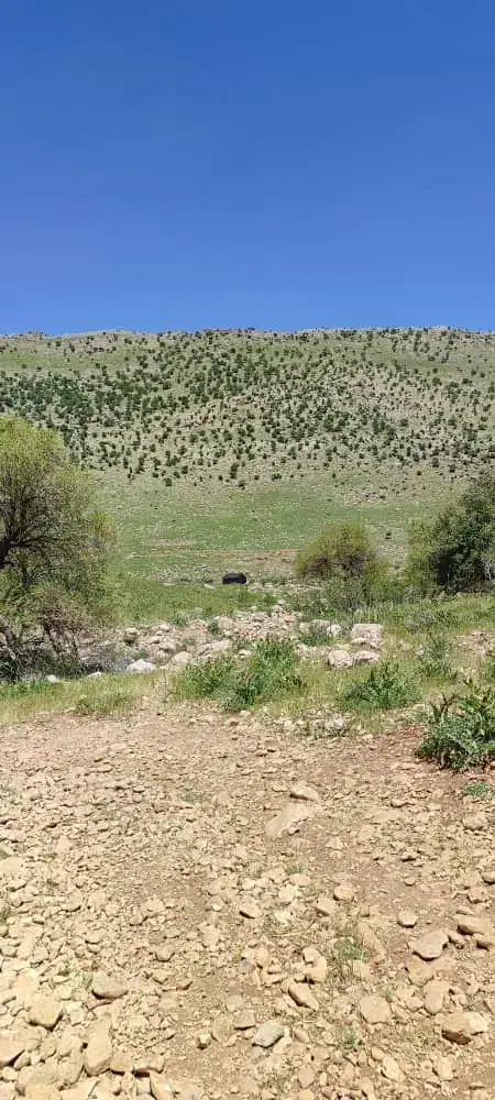 کود شیمیایی اوره|خدمات باغبانی و درختکاری|سوق, |دیوار