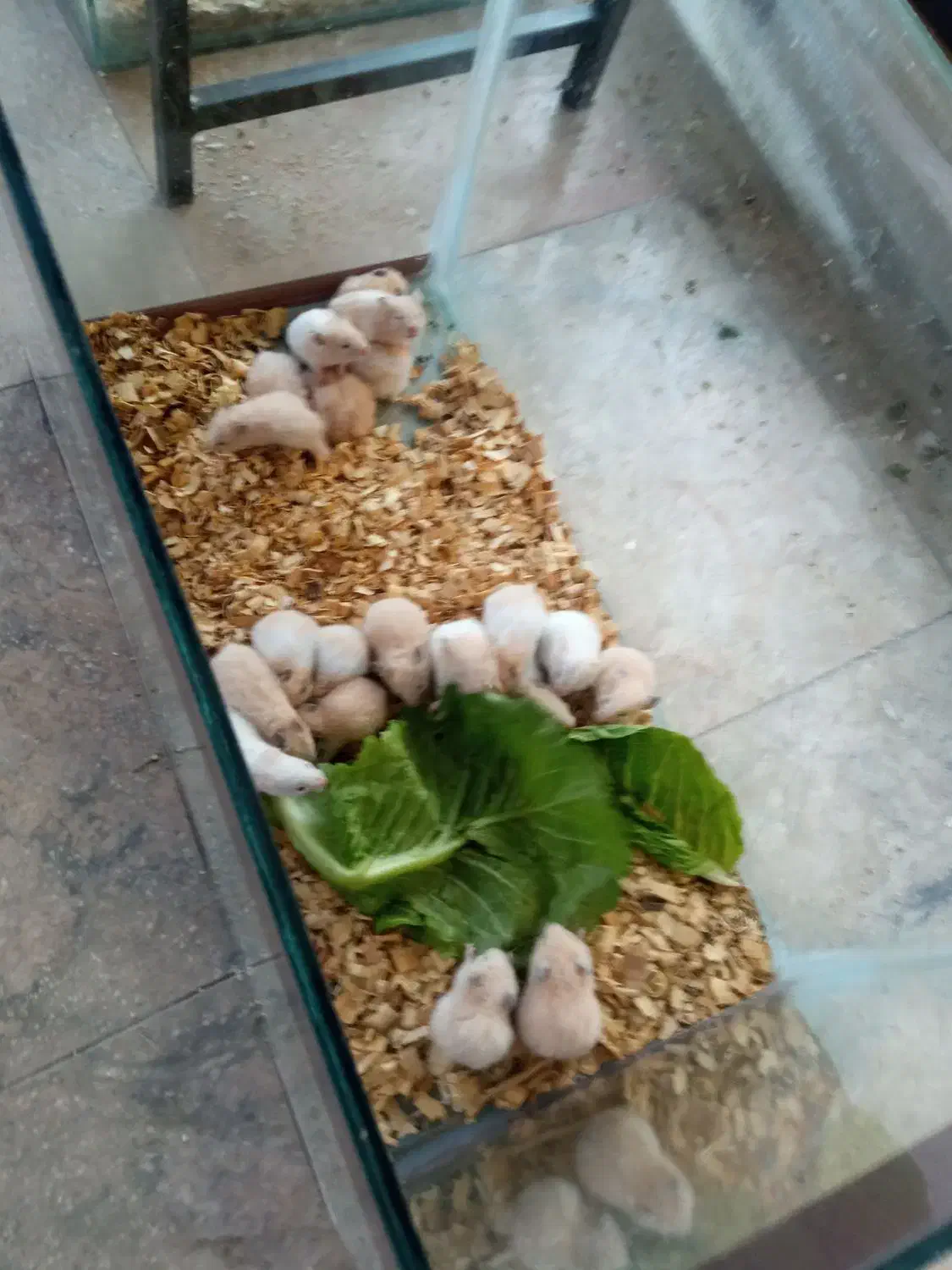 همستر|موش و خرگوش|مشهد, توس (بلوار توس)|دیوار