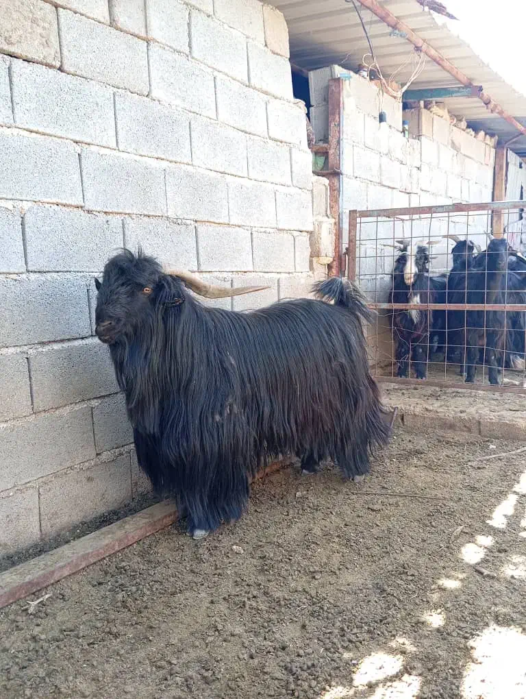 پازن شهر کردی درجه یک|حیوانات مزرعه|همایجان, |دیوار