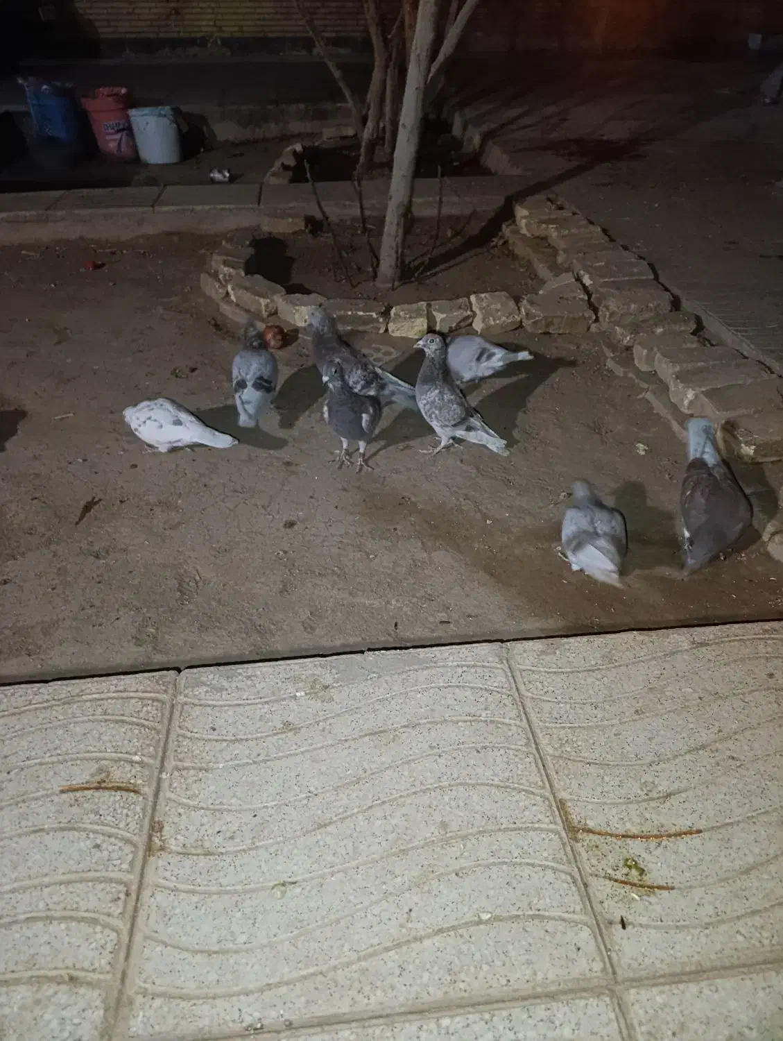 کفتر پلاکی بلژیکی|پرنده|اشکذر, |دیوار