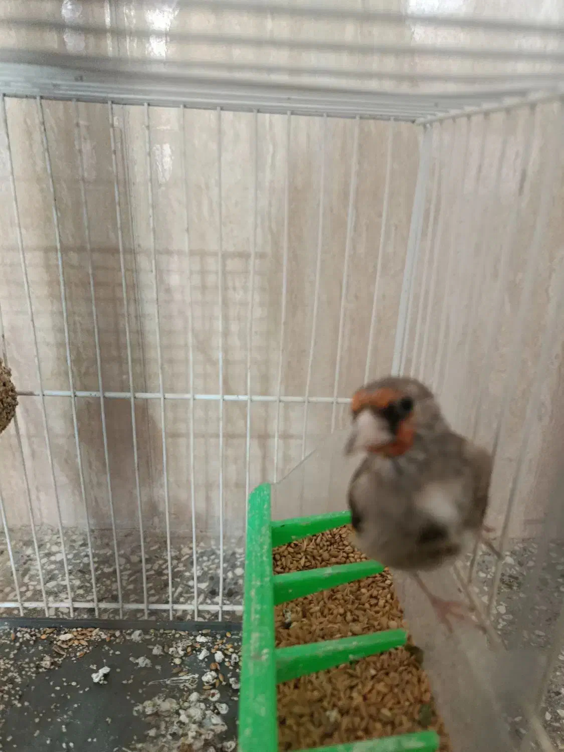 سهره نر مست|پرنده|شیروان (خراسان), |دیوار