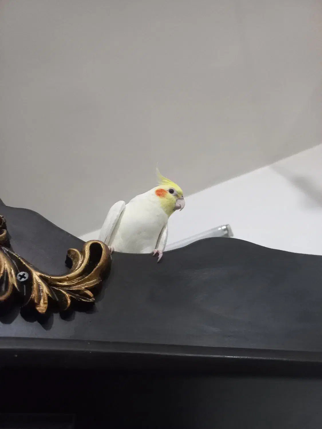 گمشده ، مژدگانی|حیوانات|شیراز, شهرک صدا و سیما|دیوار