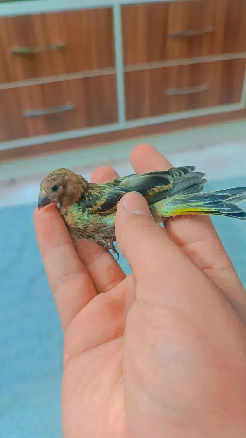 سهره گلبسر جوجه نر|پرنده|اردکان, |دیوار