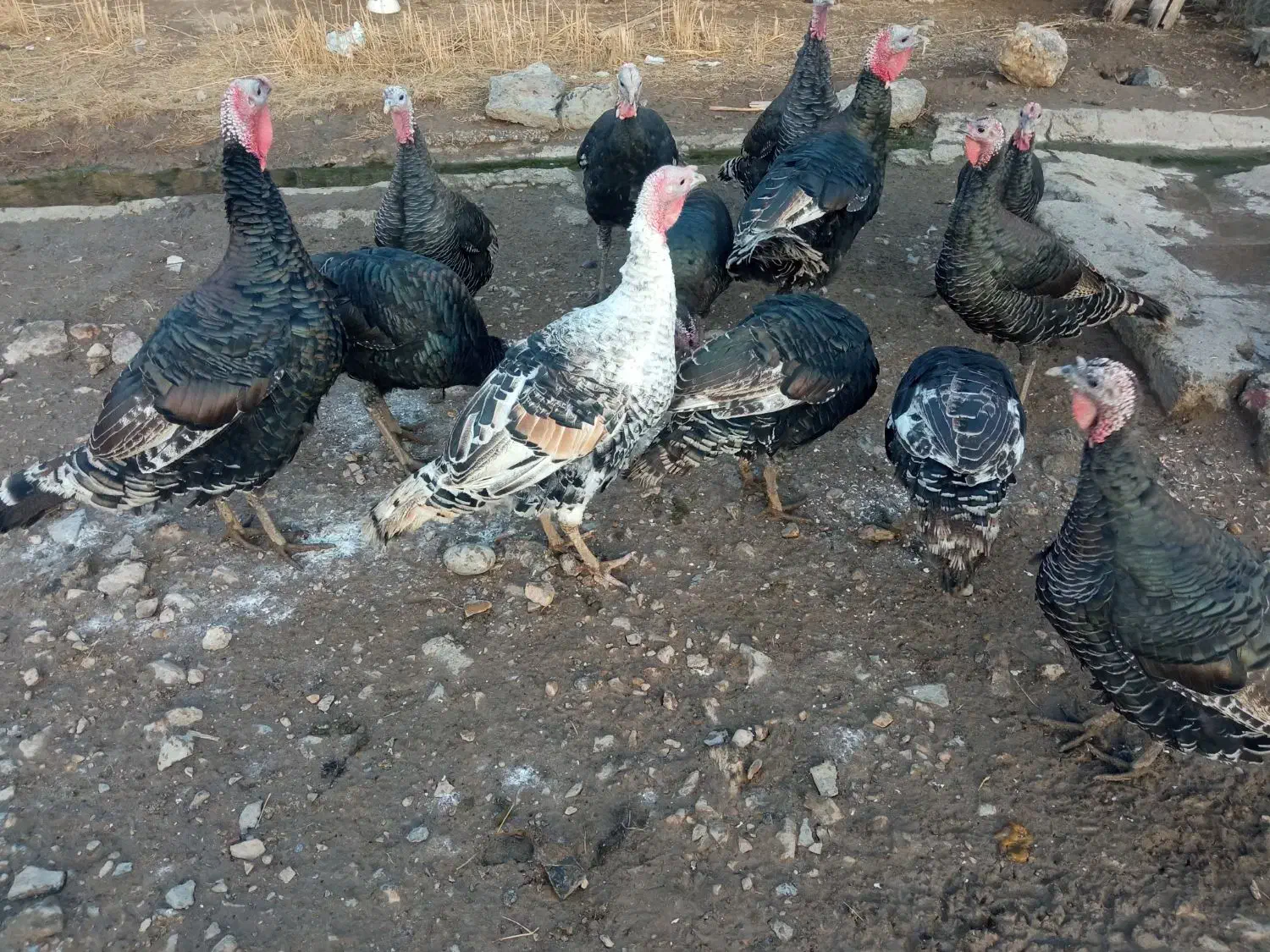 برای شب چله|حیوانات مزرعه|پلدشت, |دیوار