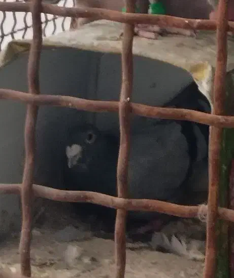 گمشده|پرنده|تهران, والفجر (افسریه)|دیوار