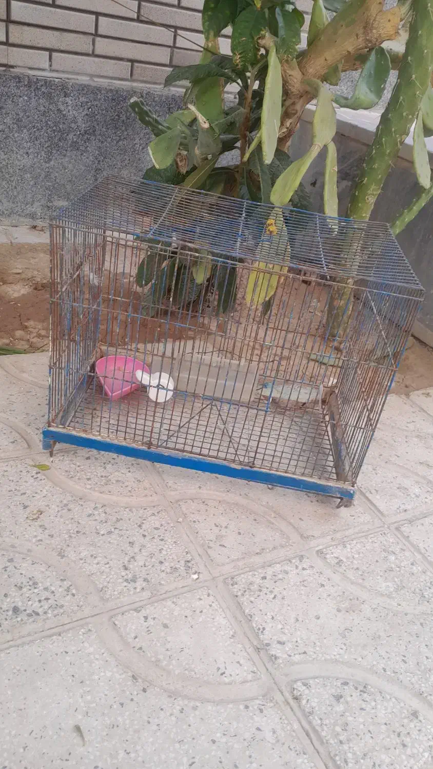 قفس پرنده|لوازم جانبی حیوانات|مرودشت, ژیان|دیوار