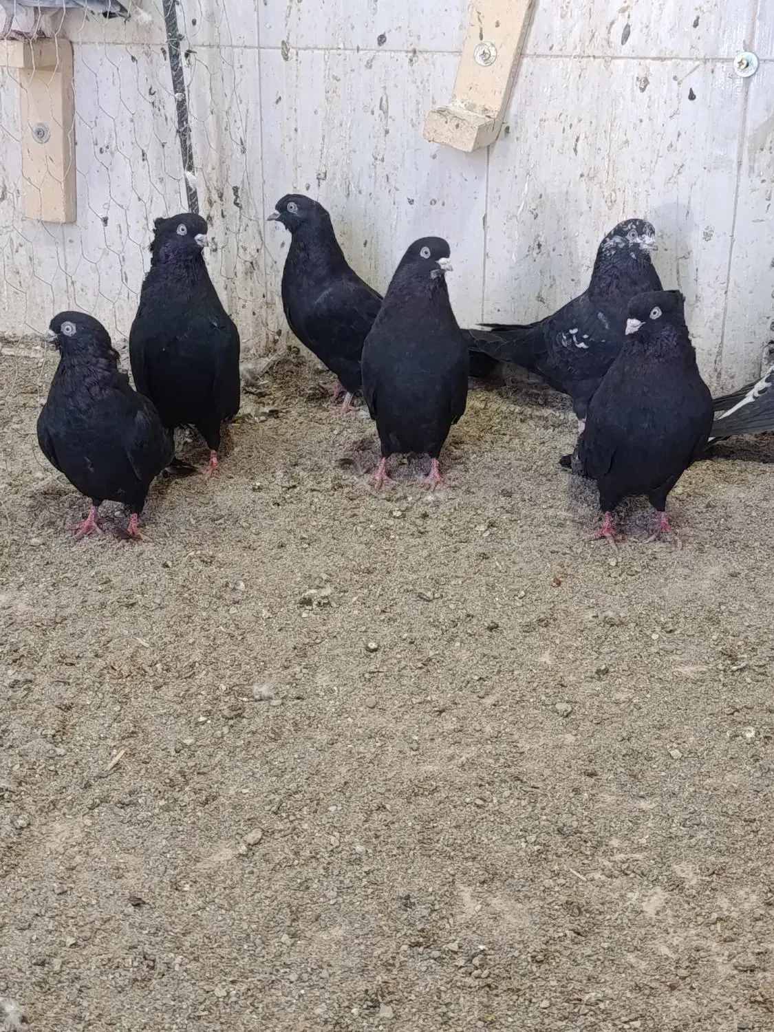 کبوتر|پرنده|خاش, |دیوار