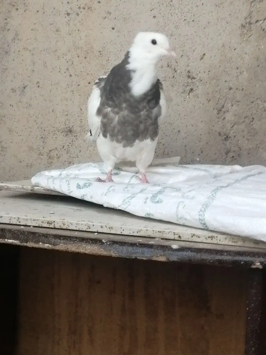 جوجه جوانه طوقی نر پاک امدی تخفیف هم داره|پرنده|باخزر, |دیوار