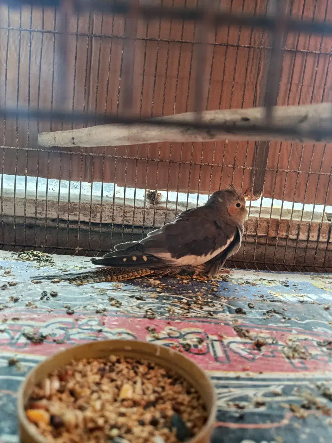 عروس هلندی جوان|پرنده|رودسر, |دیوار