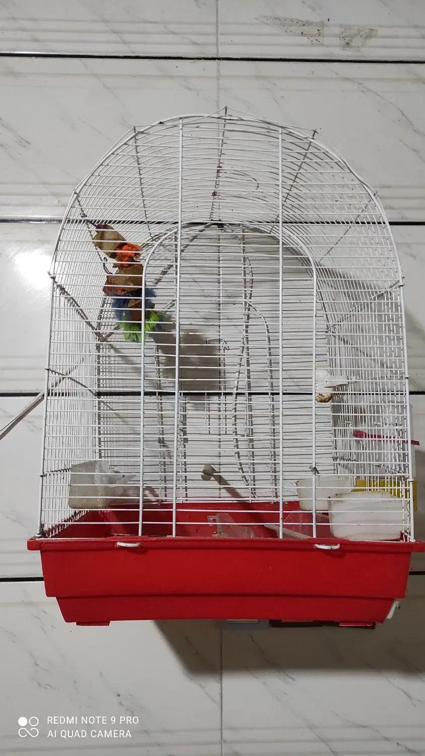 قفس پرنده|لوازم جانبی حیوانات|اندیمشک, |دیوار